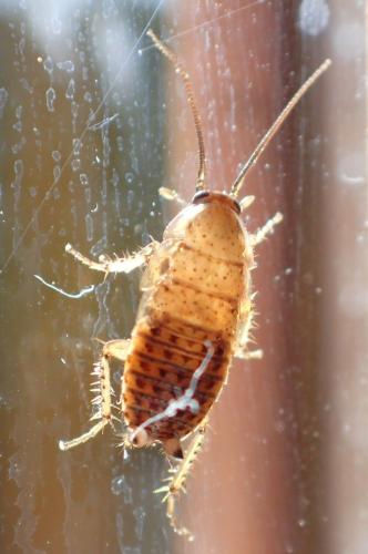 Ectobius pallidus